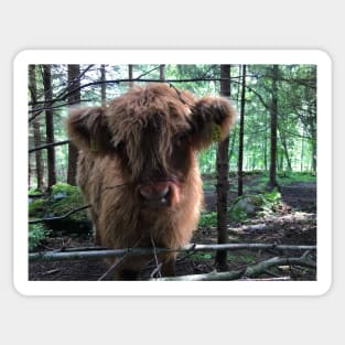 Scottish Highland Cattle Calf 1485 Sticker